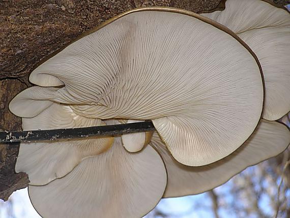 hliva buková Pleurotus pulmonarius (Fr.) Quél.