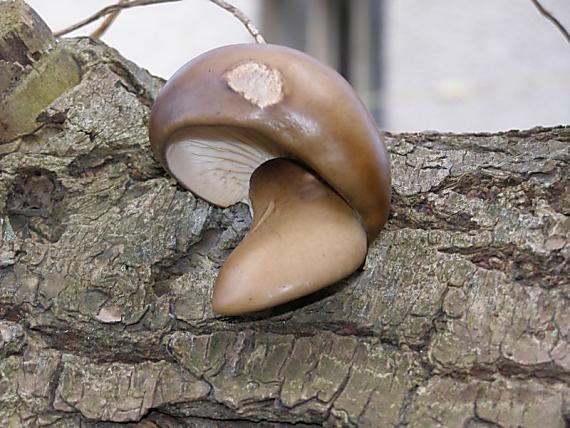 hliva buková Pleurotus pulmonarius (Fr.) Quél.