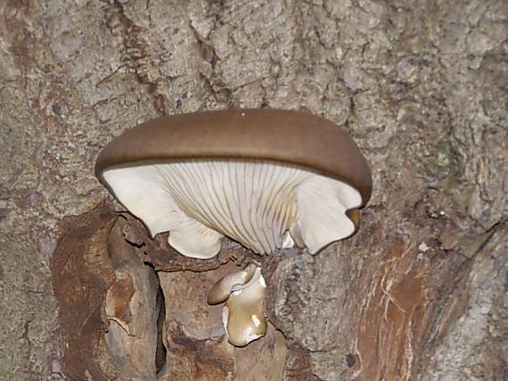 hliva ustricovitá Pleurotus ostreatus (Jacq.) P. Kumm.