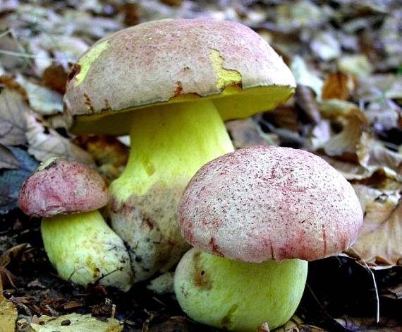 hríb kráľovský Butyriboletus regius (Krombh.) D. Arora & J.L. Frank