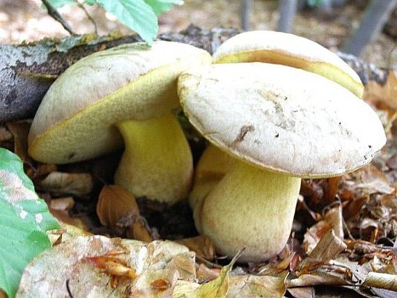 hríb kráľovský Butyriboletus regius (Krombh.) D. Arora & J.L. Frank