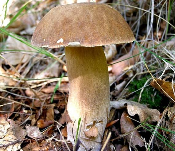 hríb dubový Boletus reticulatus Schaeff.