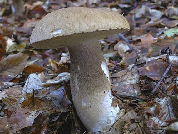 hríb dubový Boletus reticulatus Schaeff.