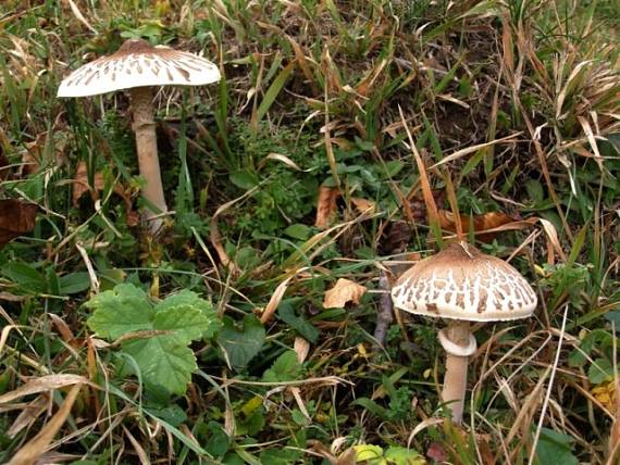 bedľa Macrolepiota sp.