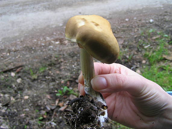 poľnička Agrocybe sp.