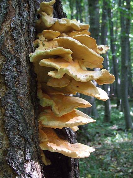 sírovec obyčajný Laetiporus sulphureus (Bull.) Murrill