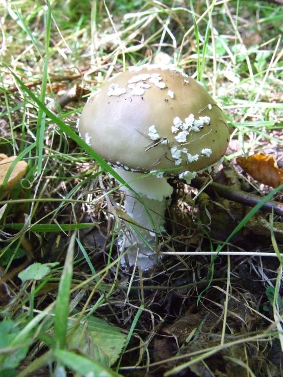 muchotrávka tigrovaná Amanita pantherina (DC.) Krombh.