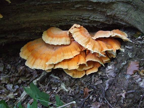 sírovec obyčajný Laetiporus sulphureus (Bull.) Murrill