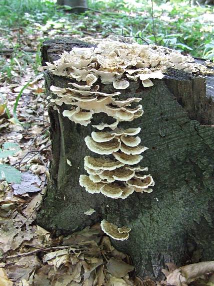 trúdnikovec pestrý Trametes versicolor (L.) Lloyd