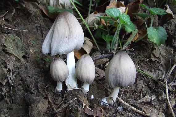 coprinus