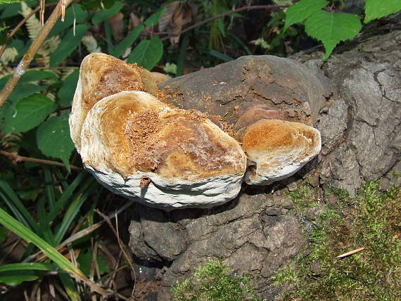 ohňovec Phellinus sp.