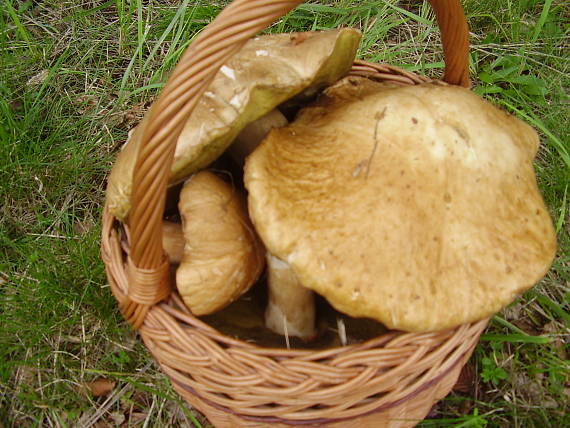 hríb Boletus sp.