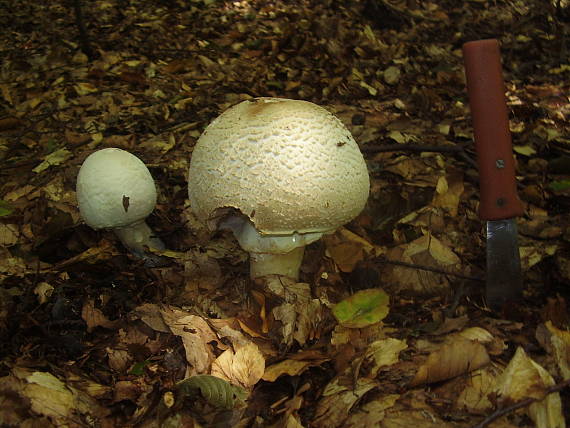 pečiarka nádherná lesná Agaricus excellens (F.H. Möller) F.H. Möller