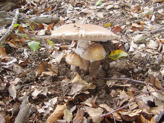 muchotrávka červenkastá Amanita rubescens Pers.