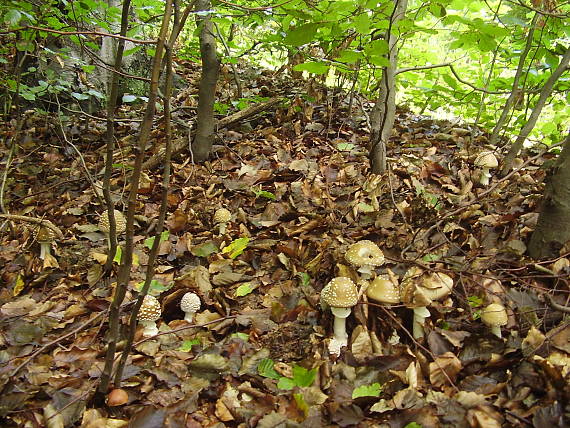 muchotrávka tigrovaná Amanita pantherina (DC.) Krombh.