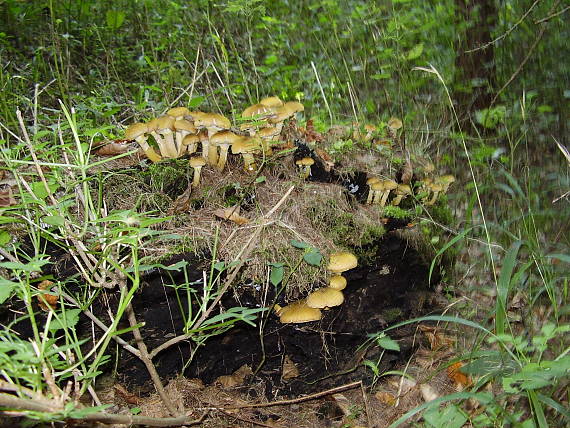 podpňovka obyčajná Armillaria mellea (Vahl) P. Kumm.