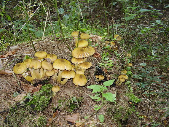 podpňovka obyčajná Armillaria mellea (Vahl) P. Kumm.