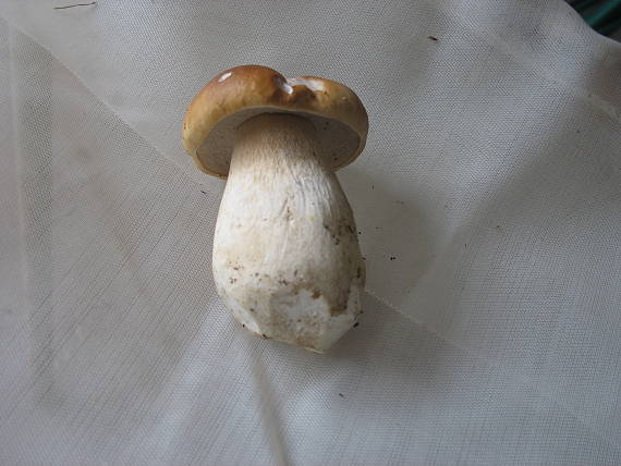 hríb smrekový Boletus edulis Bull.