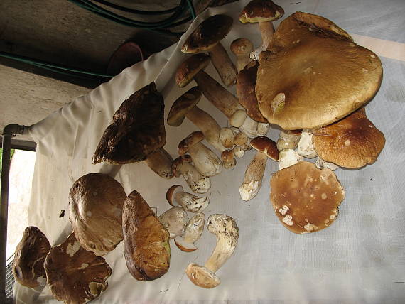 hríb smrekový Boletus edulis