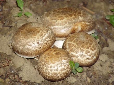 pečiarka Agaricus sp.