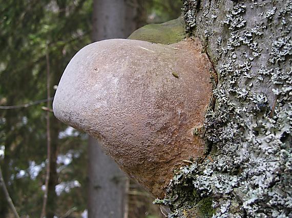 asi nejaký Phellinus.