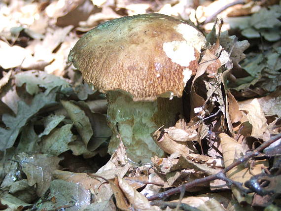 hríb dubový Boletus reticulatus Schaeff.