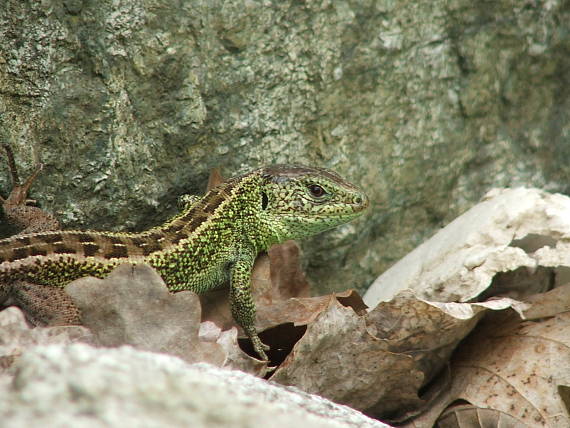 jašterica