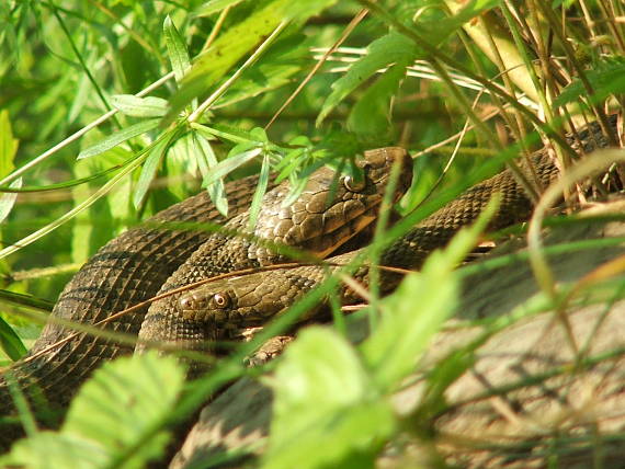 užovka vodna