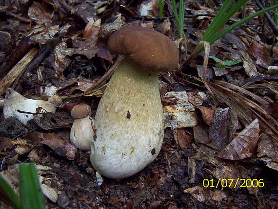 prvé tohoročné hríby Boletus sp.