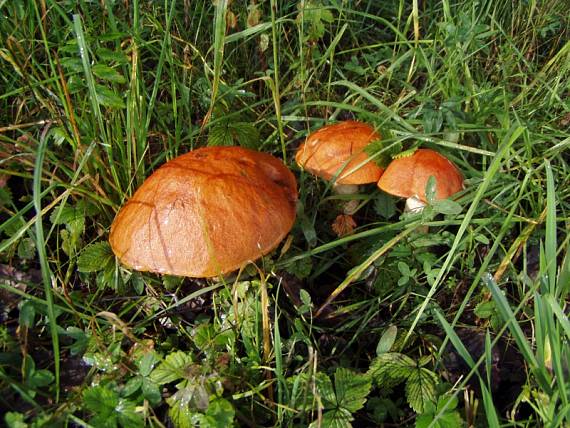 kozáky Leccinum sp.