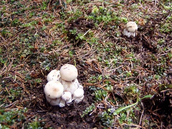 hríb Boletus sp.