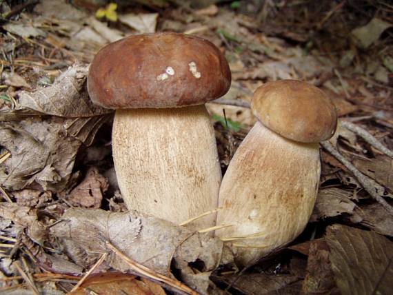 hríb dubový Boletus reticulatus Schaeff.