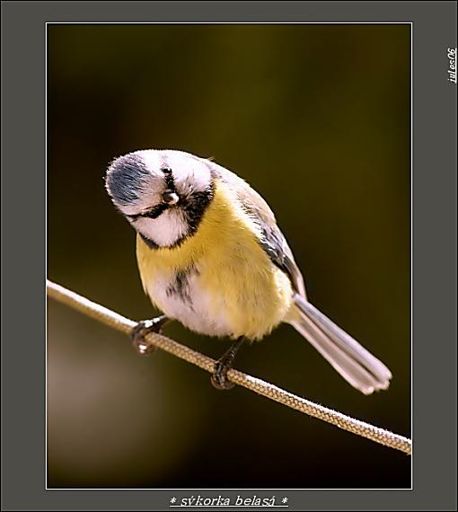 sýkorka belasá Parus caeruleus