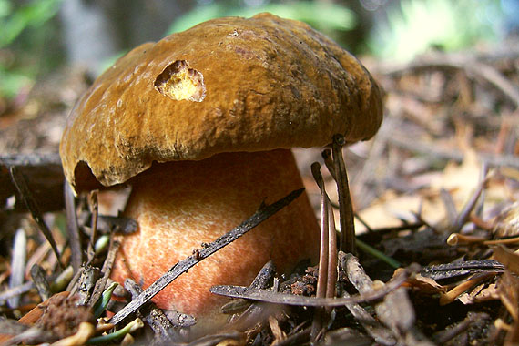 hríb zrnitohlúbikový Sutorius luridiformis (Rostk.) G. Wu & Zhu L. Yang