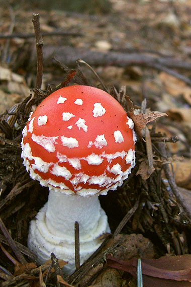 muchotrávka červená Amanita muscaria (L.) Lam.