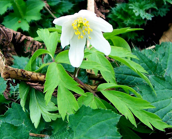 sasanka hajná Anemone nemorosa L.