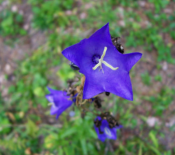 zvonček broskyňolistý Campanula persicifolia L.