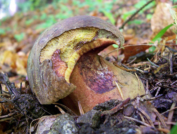 hríb zrnitohlúbikový Sutorius luridiformis (Rostk.) G. Wu & Zhu L. Yang