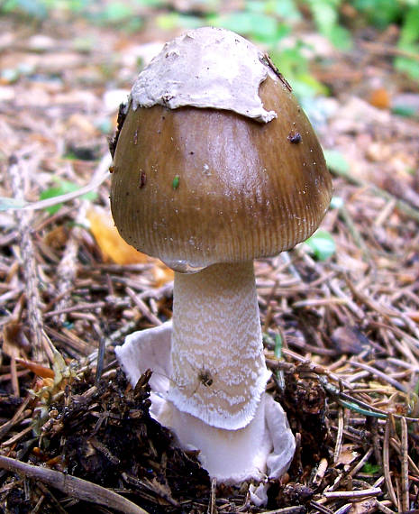 muchotrávka pošvatá Amanita vaginata (Bull.) Lam.