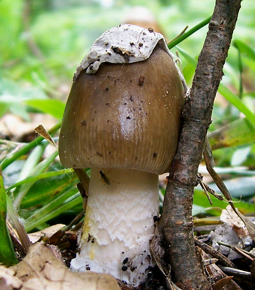 muchotrávka pošvatá Amanita vaginata (Bull.) Lam.