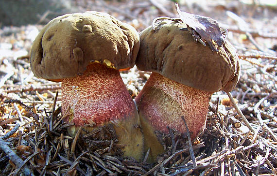 hríb zrnitohlúbikový Sutorius luridiformis (Rostk.) G. Wu & Zhu L. Yang