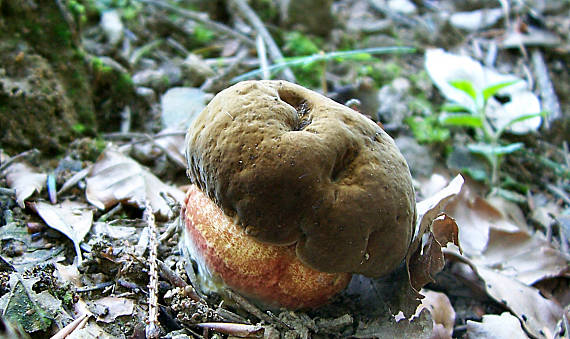 hríb zrnitohlúbikový Sutorius luridiformis (Rostk.) G. Wu & Zhu L. Yang