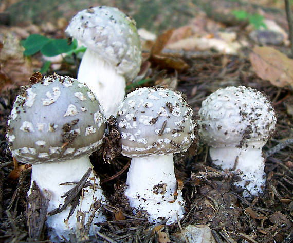 muchotrávka hrubá Amanita excelsa (Fr.) Bertill.