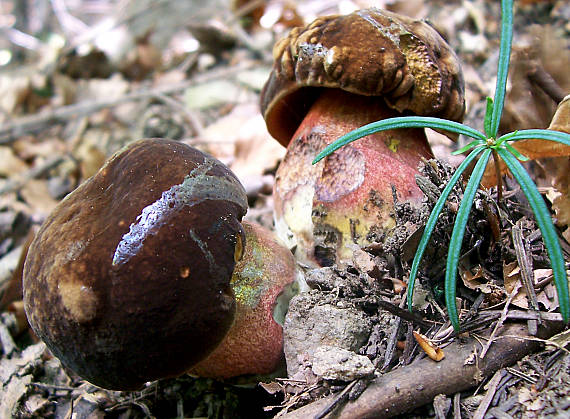 hríb zrnitohlúbikový Sutorius luridiformis (Rostk.) G. Wu & Zhu L. Yang