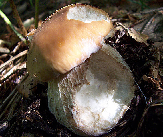 hríb smrekový Boletus edulis Bull.