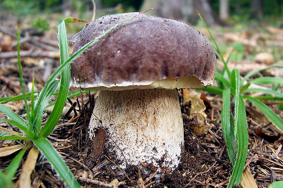 hríb sosnový Boletus pinophilus Pil. et Dermek in Pil.