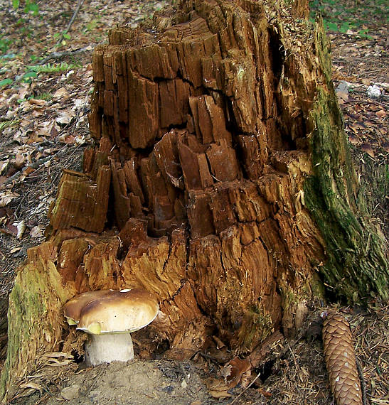 hríb smrekový Boletus edulis Bull.