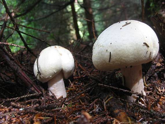 pečiarka belostná Agaricus osecanus Pilát