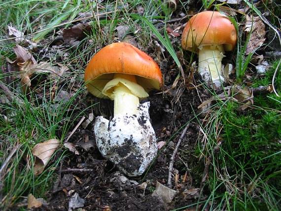 muchotrávka cisárska Amanita caesarea (Scop.) Pers.