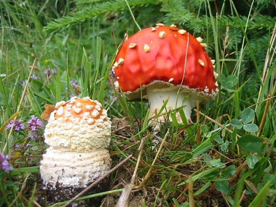 muchotrávka červená Amanita muscaria (L.) Lam.